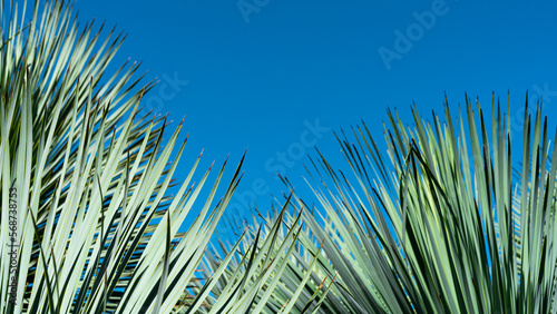 Tropical palm leaves on blue background. Minimal nature. Summer Style