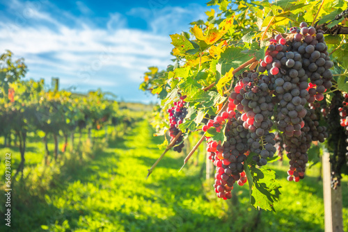grape harvest