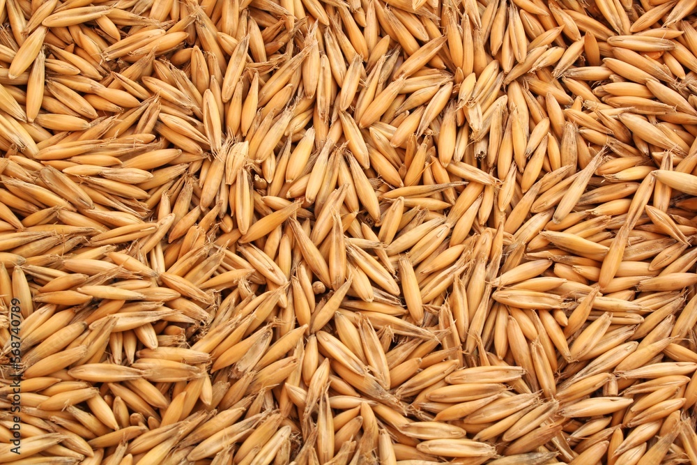 Whole golden wheat grain kernels background. Harvesting season concept. Textured design effect. Rural farm scene. Agricultural organic backdrop. Close up, top view Whole golden wheat grain kernels background. Harvesting season concept. Textured design effect. Rural farm scene. Agricultural organic backdrop. Close up, top view
