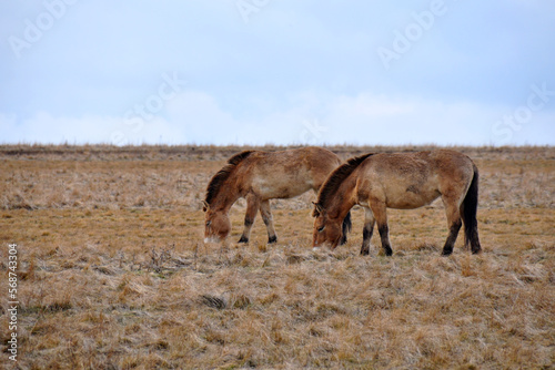 Przewalski s horse on a spring pasture. Horse rescue program  restoration of the steppe in the D  v     hrady locality  Czech Republic. Rare and endangered wild horse. originally native in Central Asia.