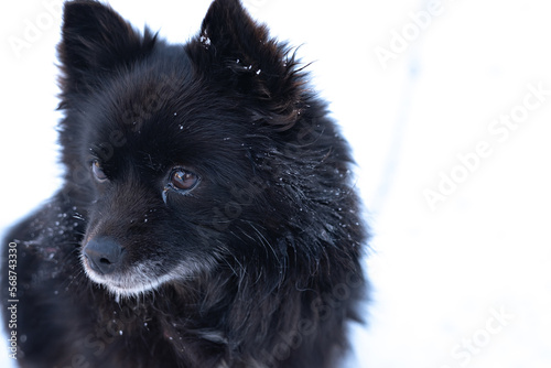 a dog that lives on the street in a booth. Black small dog, dog on a chain