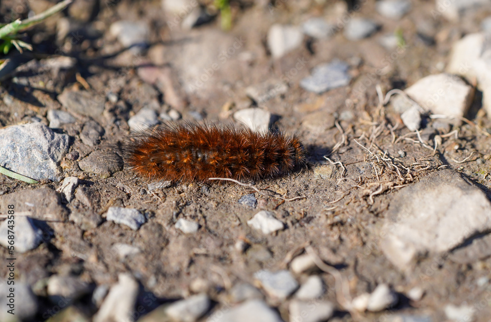Ruby tiger caterpillar. Insect close-up in natural environment. Phragmatobia fuliginosa.
Ruby tiger caterpillar. Insect close-up in natural environment. Phragmatobia fuliginosa.