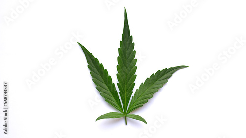 Green leaf of marijuana on white background isolated closeup