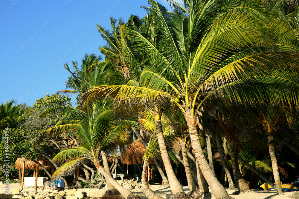 Obraz premium Beautiful palm trees with green leaves on sandy beach