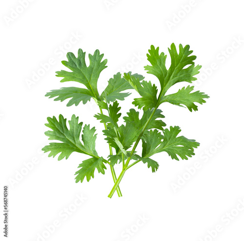 Green coriander leaves close-up  isolation on transparent png