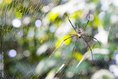 Forest spider, green backgdrop blur from the leaves, bokeh from incoming light good for background.