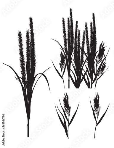 Illustration von Schilf einzeln und mehrere als silhouette