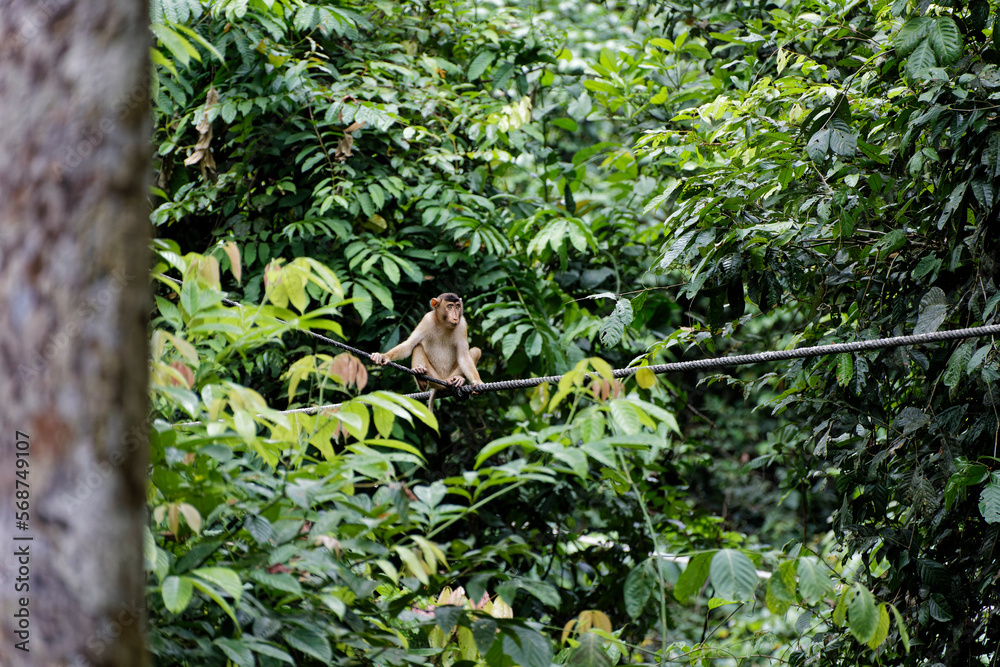 Die wundervolle tropische Welt von Borneo Die wundervolle tropische Welt von Borneo