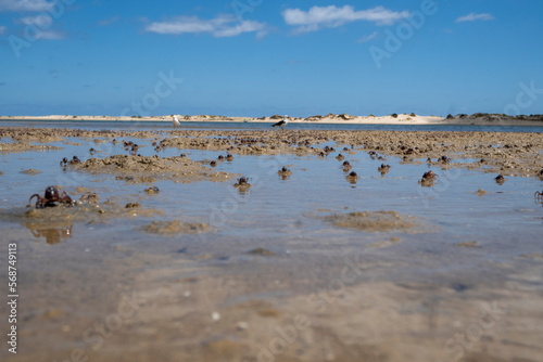 Crab on the sandy beach in Wilsons Promontory National Park