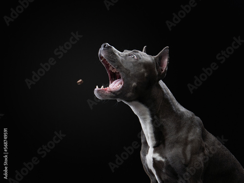 Fotografia pit bull terrier on a black background catches tasty treats