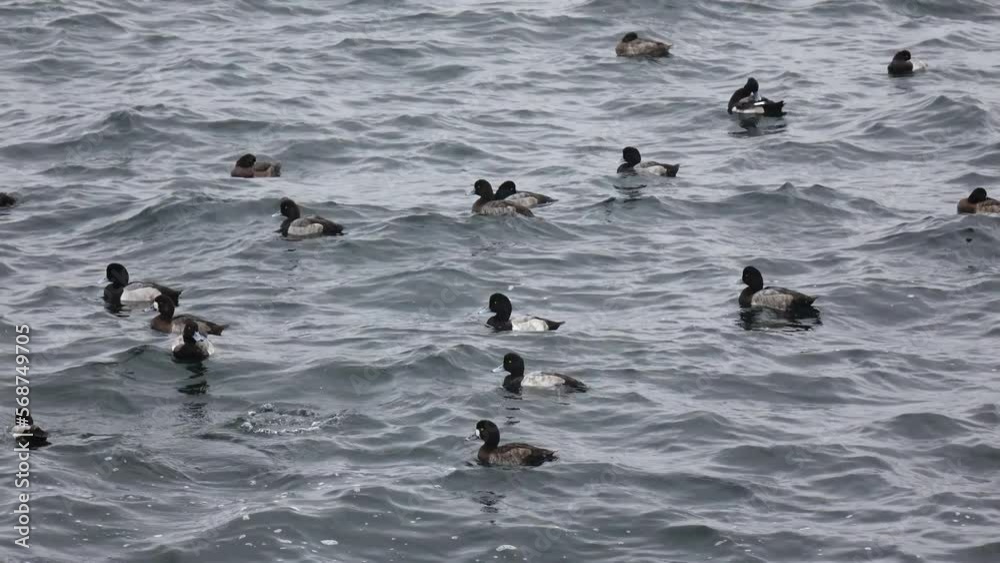 寒風が吹きすさぶ港湾内の波がしらが、海鳥の群れを翻弄する海上模様 Stock 비디오 Adobe Stock