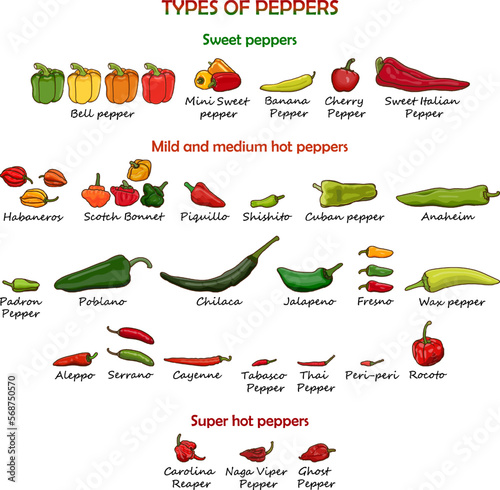 Set with different types of peppers. Sweet peppers. Mild and medium hot peppers, super hot Chili peppers. Vegetables. Vector illustration isolated on white background. Cartoon style.