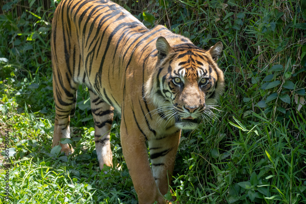 Obraz premium Endangered Siberian tiger looks on with a dangerous gaze