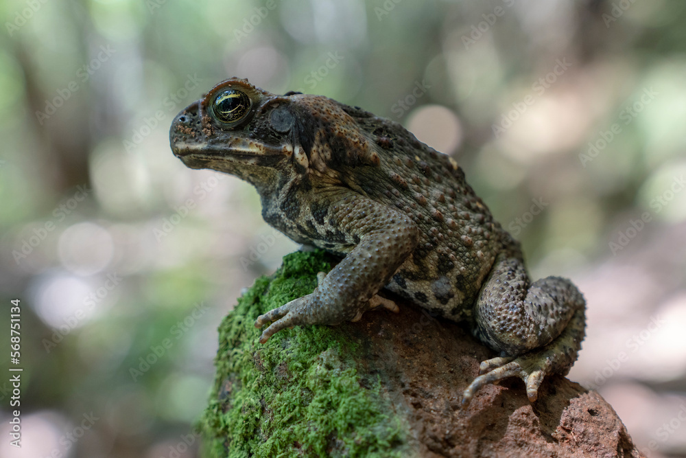 Cane toad close-up in tropical north-east Australia near Cairns Cane toad close-up in tropical north-east Australia near Cairns