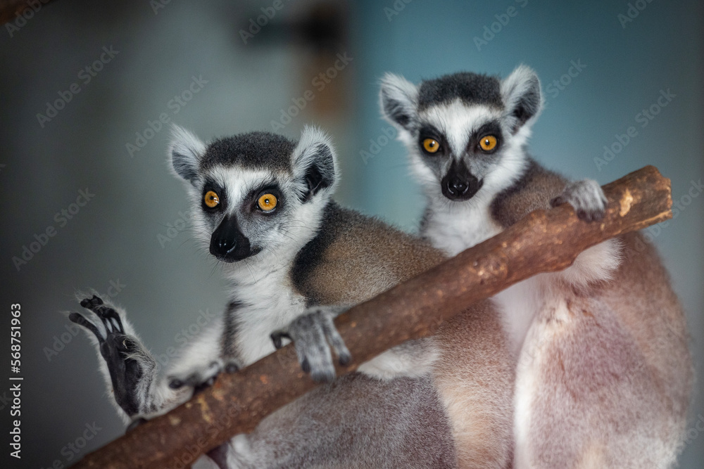 two ring lemurs sitting