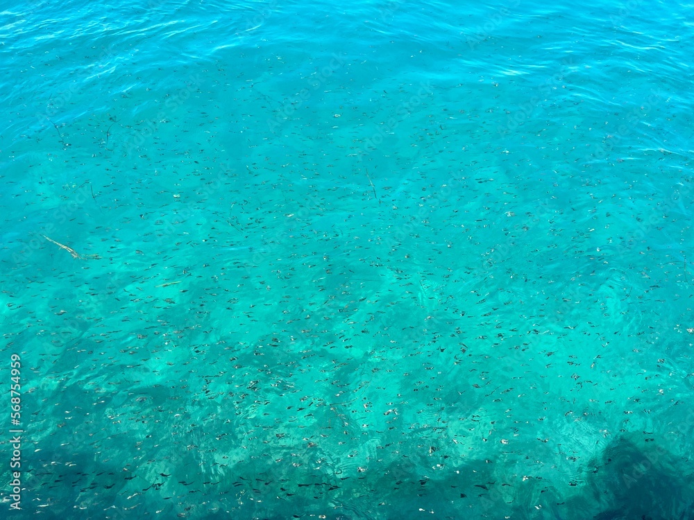 blue water surface - school of fish