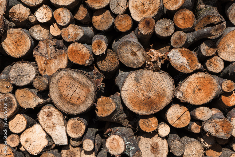 Tree trunks as a background. Tree trunks as a background.