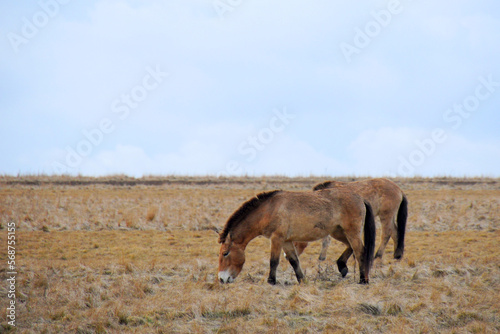 Przewalski's horse on a spring pasture. Horse rescue program, restoration of the steppe in the Dívčí hrady locality, Czech Republic. Rare and endangered wild horse. originally native in Central Asia.
