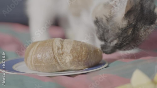 Eine Katze schleckt beim Picknick am Croissant