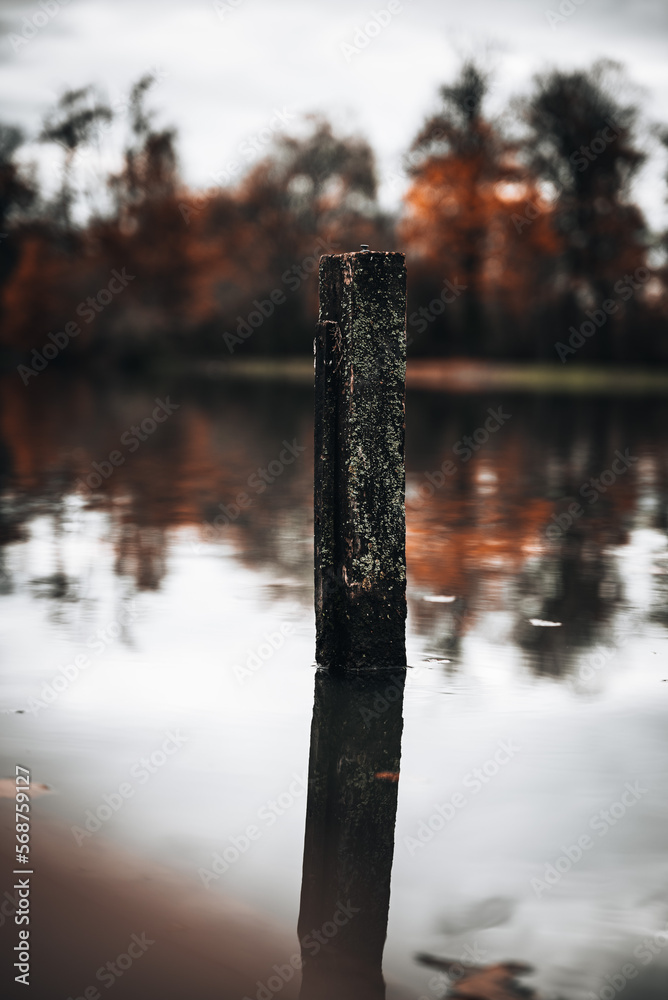 Fototapeta premium Baumstamm im Wasser