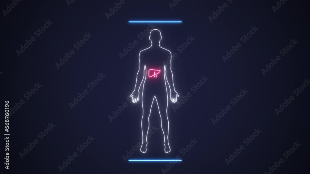 Examination of male body silhouette organ liver. Scan with endoscopy gastro system organs. Interface exam liver in sick red and healthy green state. Concept of diagnosis medicine and healthcare. 4k
