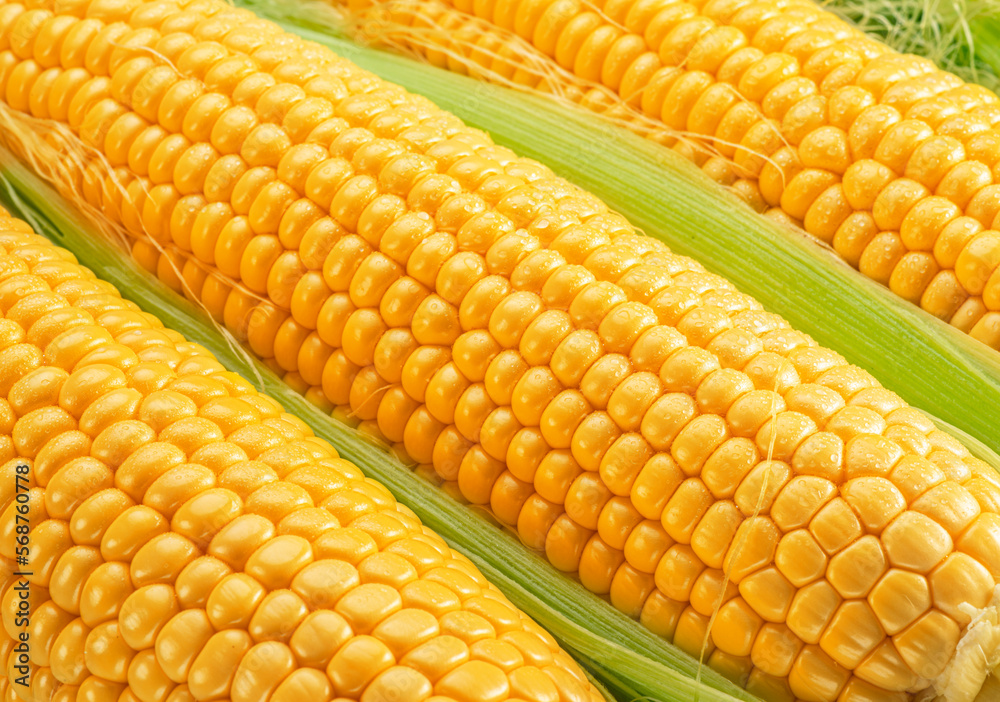 Maize seeds in corn cob covered with small water drops. Macro shot. Maize seeds in corn cob covered with small water drops. Macro shot.