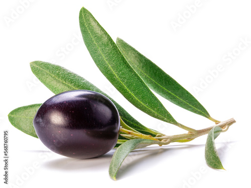 Fresh black olive berry on olive twig isolated on white background.