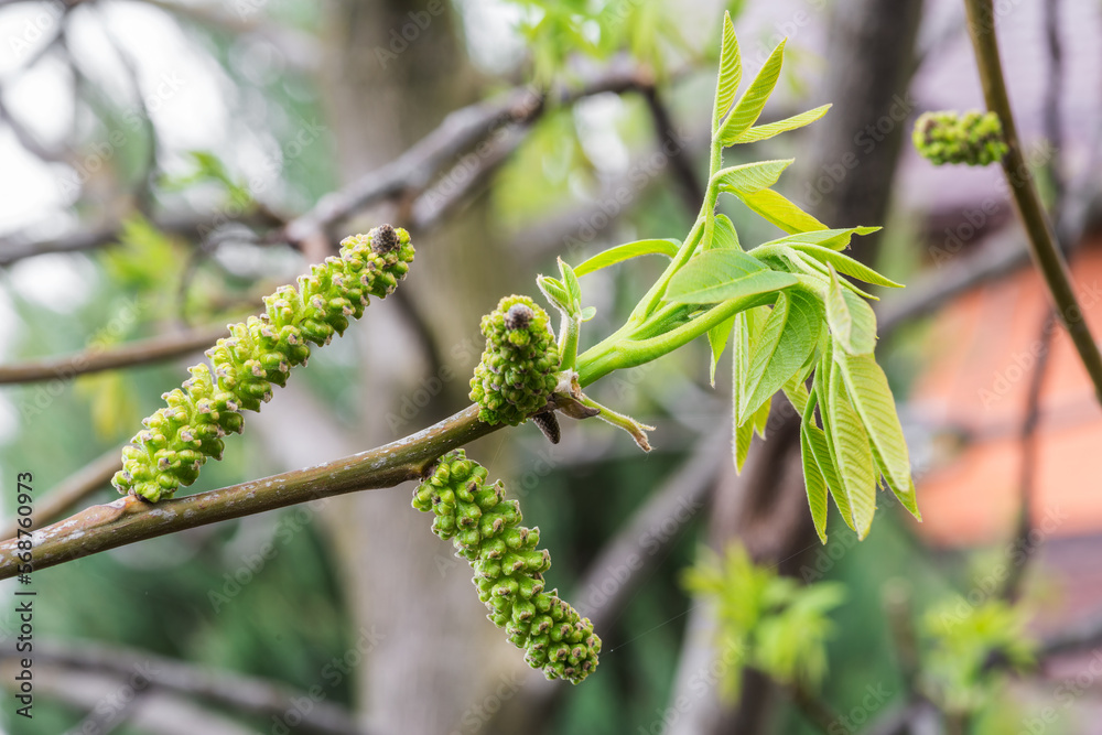Freshly burst leaves of walnut tree close-up. Spring background. Freshly burst leaves of walnut tree close-up. Spring background.