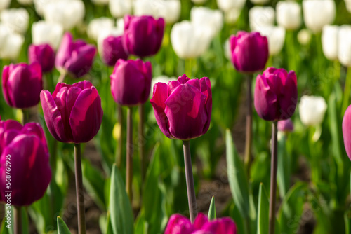 Nice color tulip flowers in the  spring at sunny morning on main square of Kiev Khreshchatyk  Ukraine