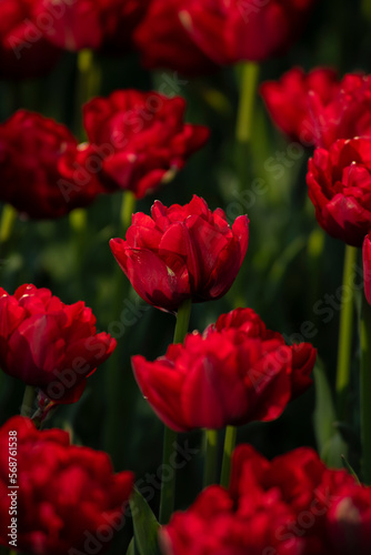 Nice color tulip flowers in the  spring at sunny morning on main square of Kiev Khreshchatyk  Ukraine