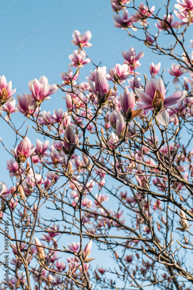 blooming pink magnolia on a spring day in the rays of the sun, blue sky.