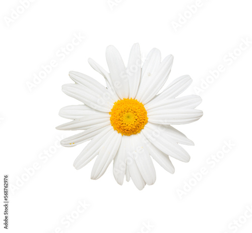 One white daisy flower isolated. Flat lay, top view.