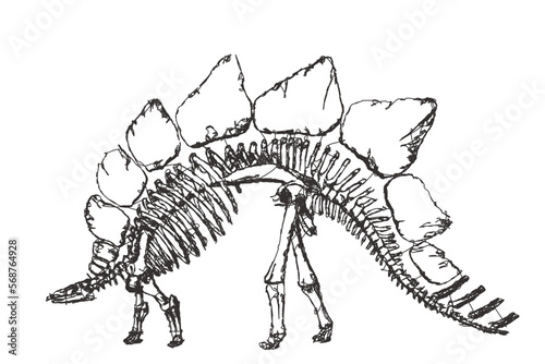 Skeleton of Stegosaurus ungulatus. Doodle sketch. Vintage vector illustration. © eestingnef