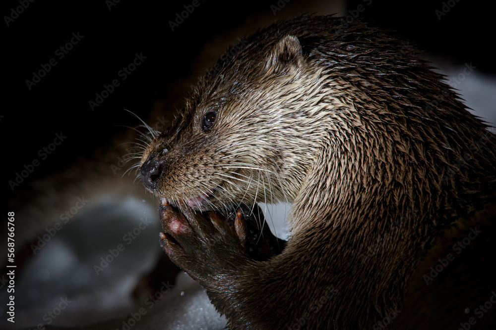 Obraz premium Nutria de noche lamiendose