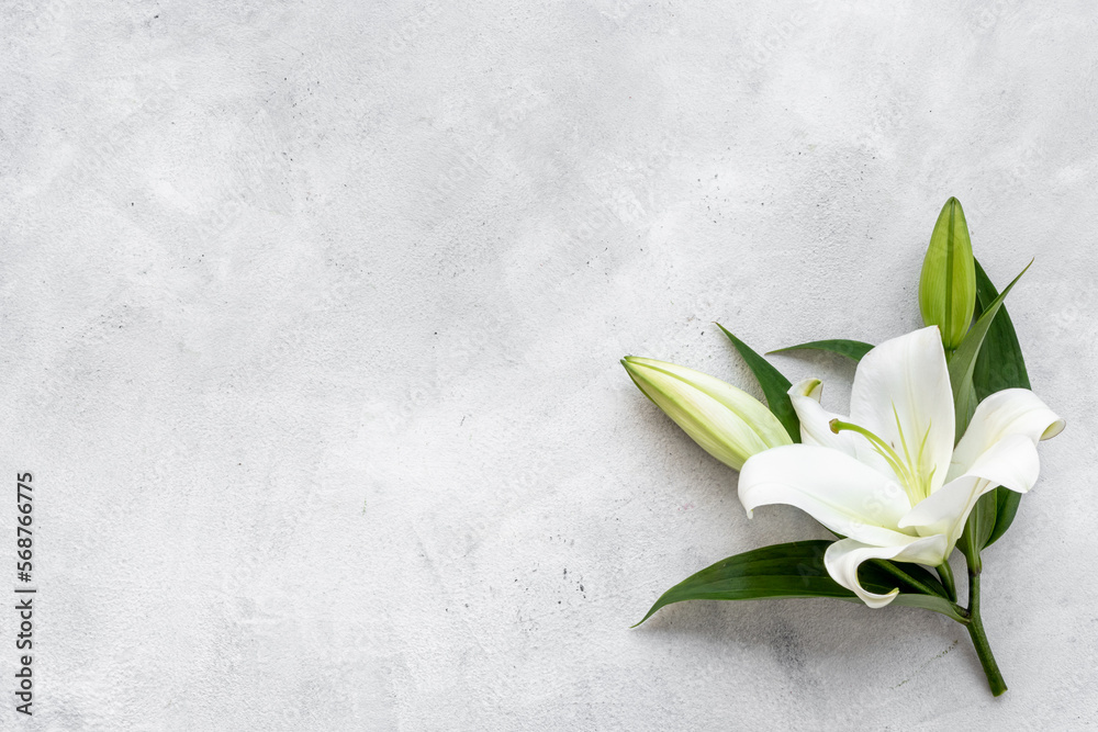 White liles flowers. Mourning or funeral background. Floral mock up - obrazy, fototapety, plakaty 
