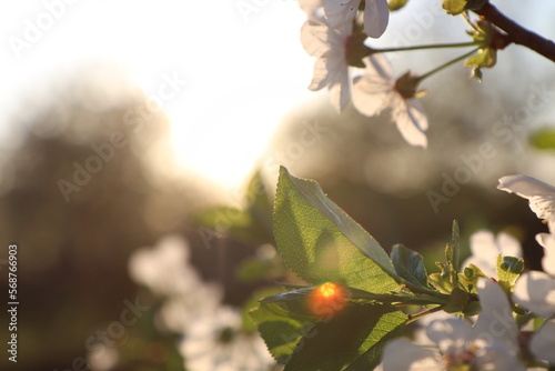 Branches of a flowering tree against the backdrop of sunset. Macro. High quality photo