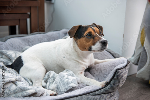 Young Jack Russell dog laying in dog bed at home