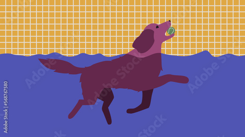 Dog american water spaniel pet swimming with a ball fetching in swimming pool minimal illustration