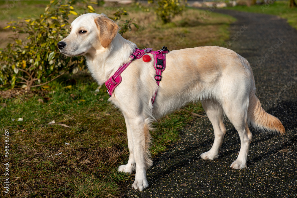 Funny portrait image of young golden retriever dog with side eyes in a green park outdoors Funny portrait image of young golden retriever dog with side eyes in a green park outdoors