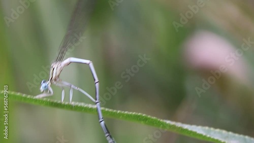 Dragonfly takes care of itself, cleans its body, sitting on a green leaf. High quality FullHD footage
