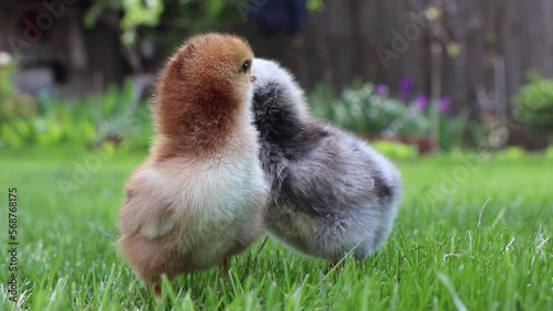Two small chickens are cuckooing. Beak and eyes. Green grass. Slow motion. High quality slow motion FullHD footage