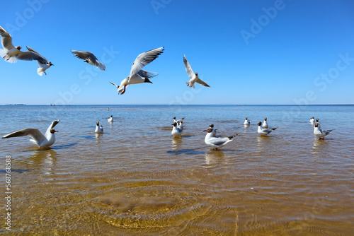 Seagulls on sea beach. Landscape with group of white birds flying and swimming off the seashore. View of the coast of the Gulf of Finland on a bright sunny day.