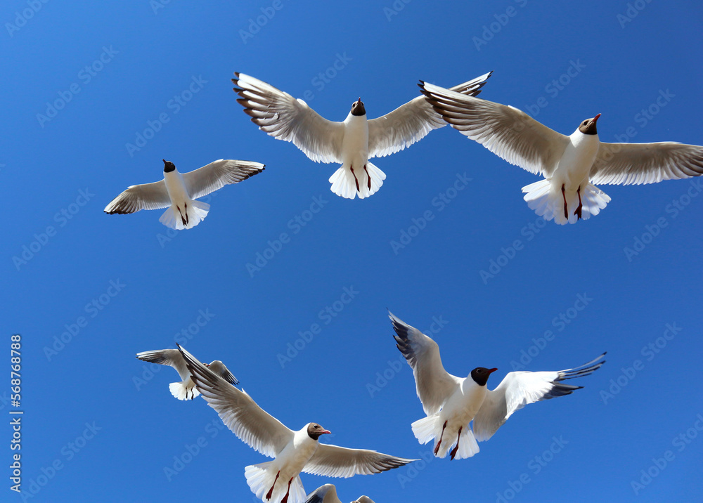 Obraz premium Seagulls against a clear blue sky. A group of white birds with a black heads flies freely in the air over the Gulf of Finland on a bright sunny day.