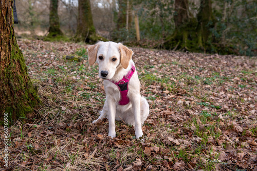 Young golden retriever dog sitting down in a green park looking confused and intrigued 