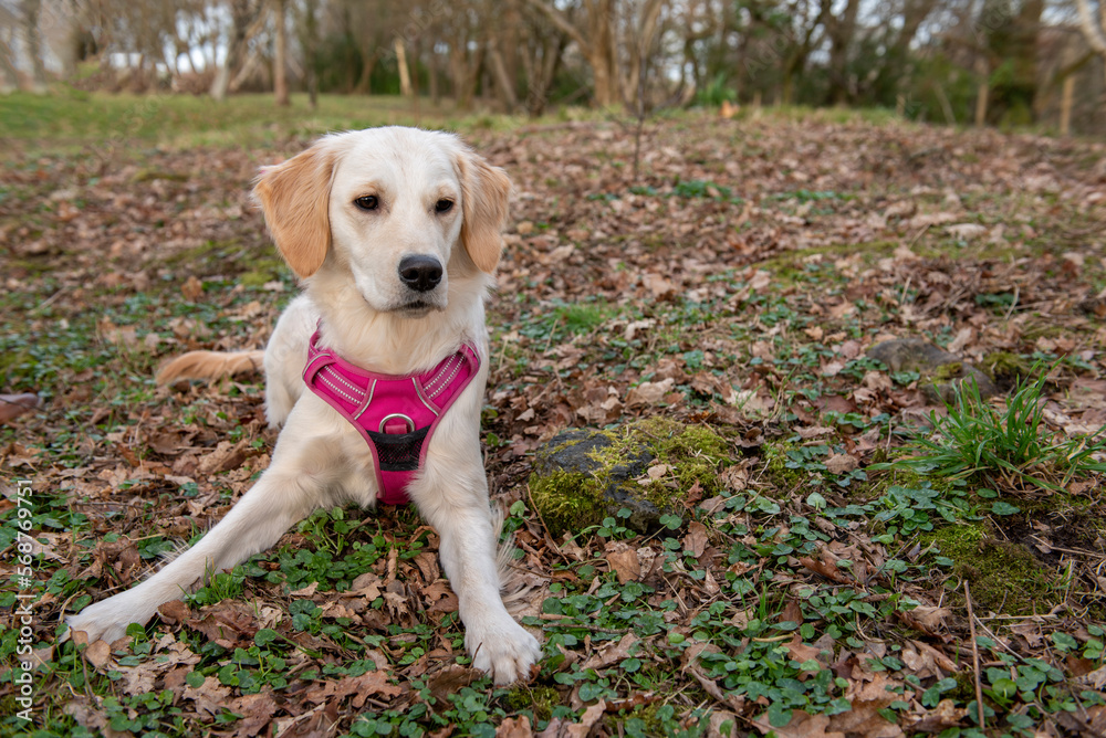 Portrait image of young golden retriever dog in a pink harness laying down outdoors in a green park Portrait image of young golden retriever dog in a pink harness laying down outdoors in a green park