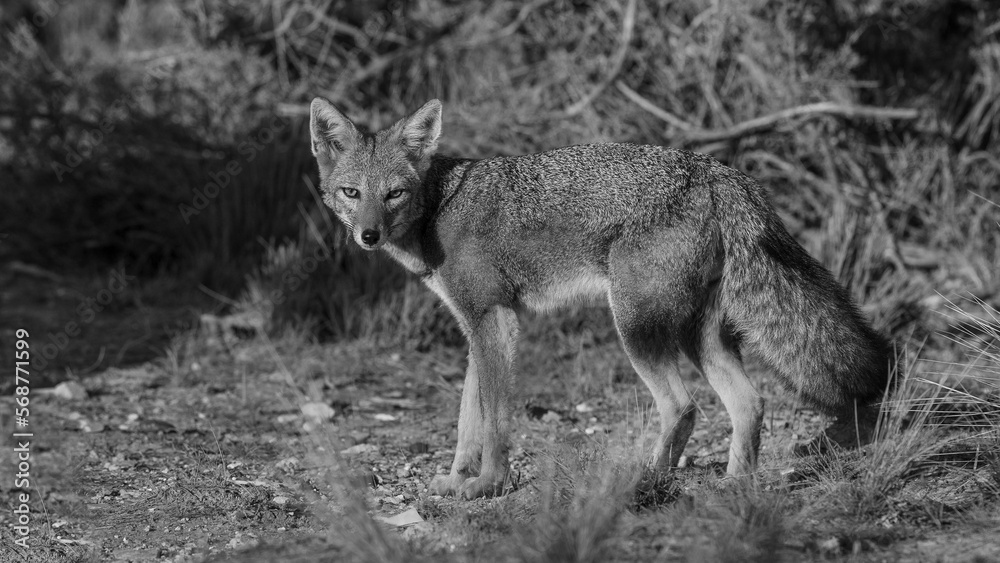 Pampas Grey fox in Pampas grass environment, La Pampa province, Patagonia, Argentina. Pampas Grey fox in Pampas grass environment, La Pampa province, Patagonia, Argentina.