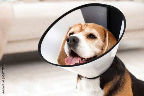 Canvas Print Adorable Beagle dog wearing medical plastic collar indoors, closeup