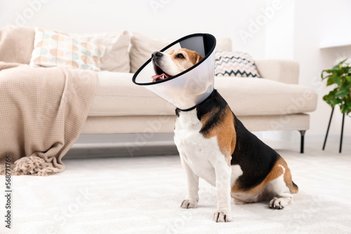 Adorable Beagle dog wearing medical plastic collar on floor indoors Fototapet