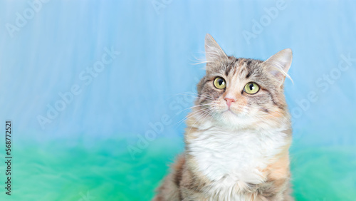 Close up portrait of a cute Kitten. Web banner with copy space. Kitten posing for the camera. Cat on a blue green background. Pet. Without people. Animal background. Young Cat  with big eyes. Postcard
