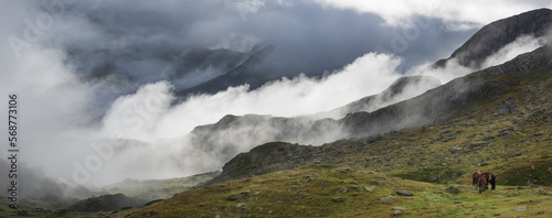 Horses and clouds in the Pyrenees National Park, France